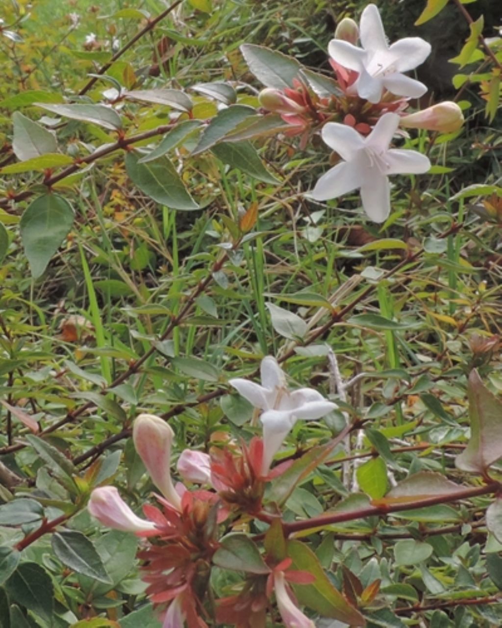 Abelia sp. (Caprifoliaceae) ...   da determinare